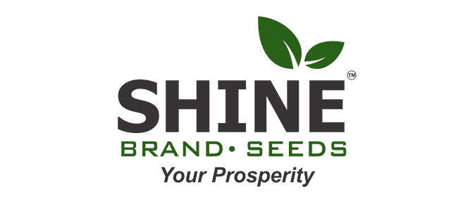 Shine Brand Seeds